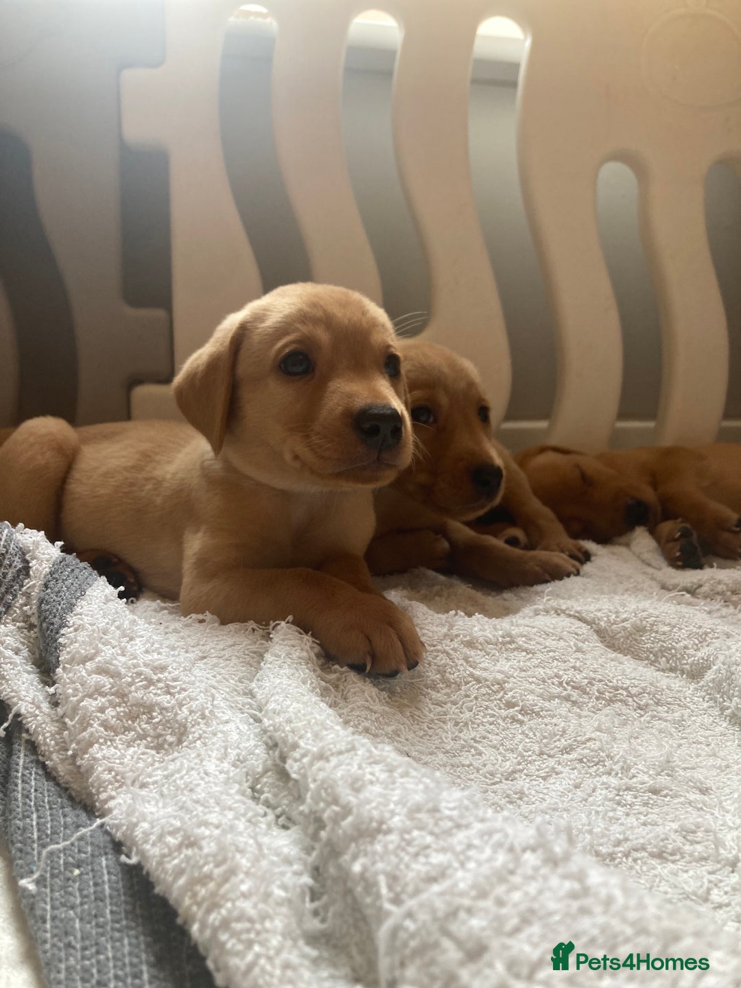 Labrador Retriever dogs for sale: KC registered Fox Red Labrador pup (last girl)🐾 in Saltcoats - Image 10