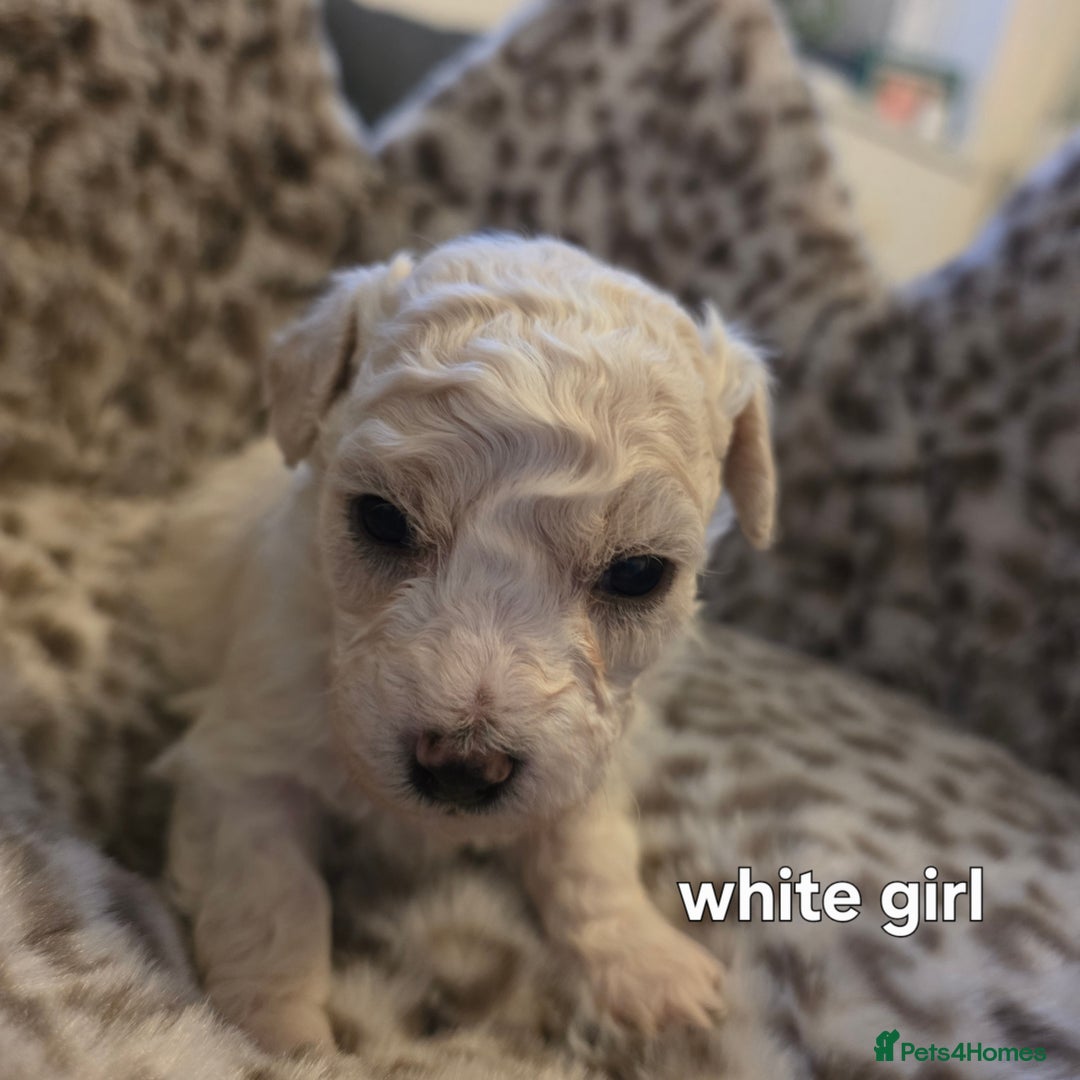 Bichon Frise dogs for sale: Bichon frise  - Advert 14