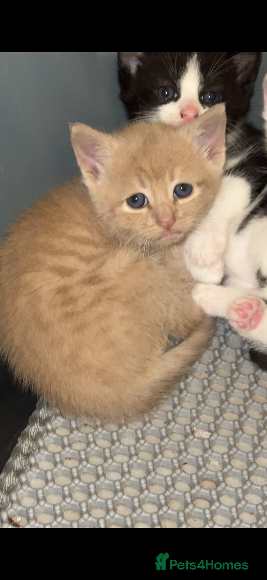 Mixed Breed cats for sale: 3 Beautiful kittens available - Advert 11