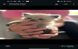 Persian cats for sale: Persian cross - Image 6