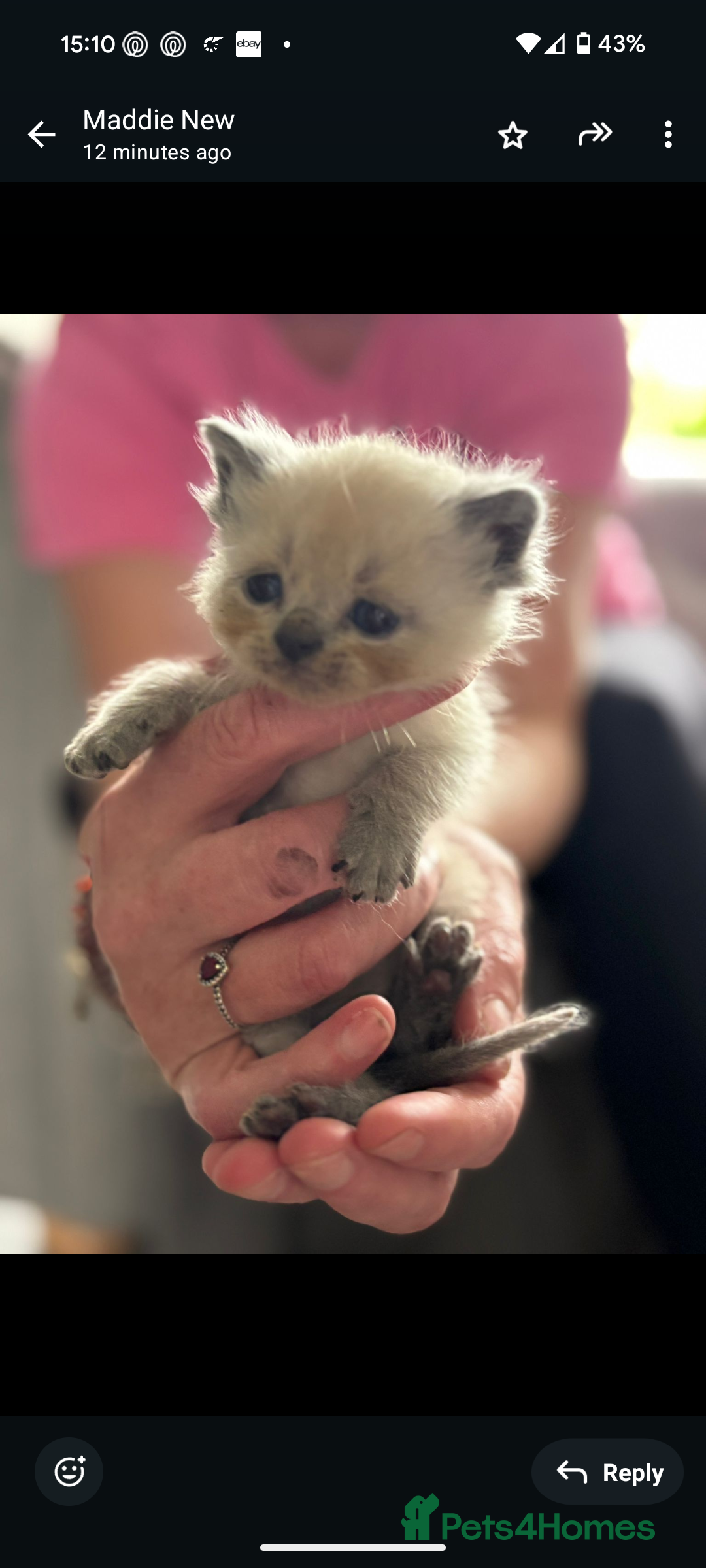 Persian cats for sale: Persian cross - Image 6