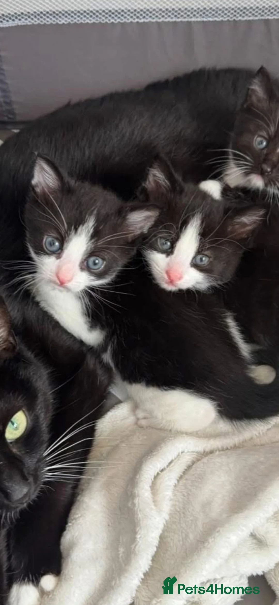 Mixed Breed cats for sale: Maine Coone X Bombay - Advert 10