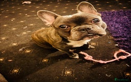 French Bulldog dogs for sale: Male French bulldog for sale - Image 2