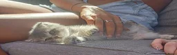 British Shorthair cats for sale: Ready now! TICA Scottish Straight/ Fold kittens  - Advert 6