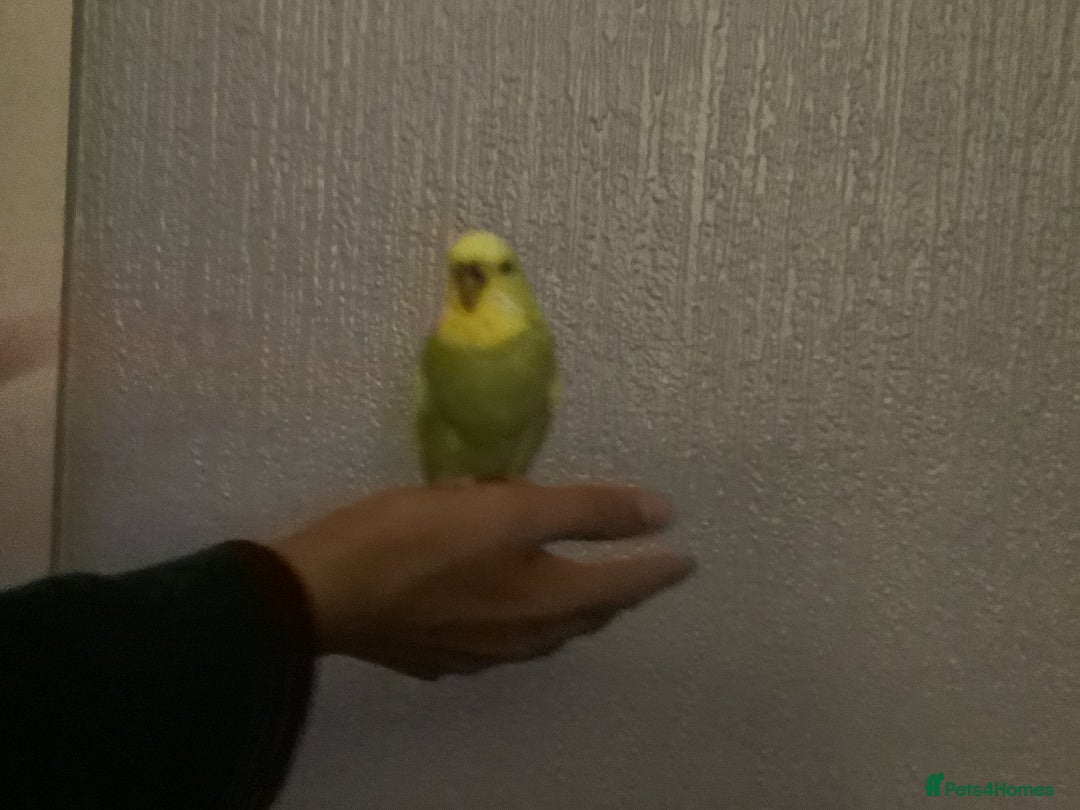 Budgerigars birds for sale: 2 semi Tame budgie (£80 lowest £65) for both - Advert 2