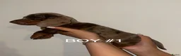 Miniature Dachshund dogs for sale: Miniature Dachshund Puppies - Advert 3
