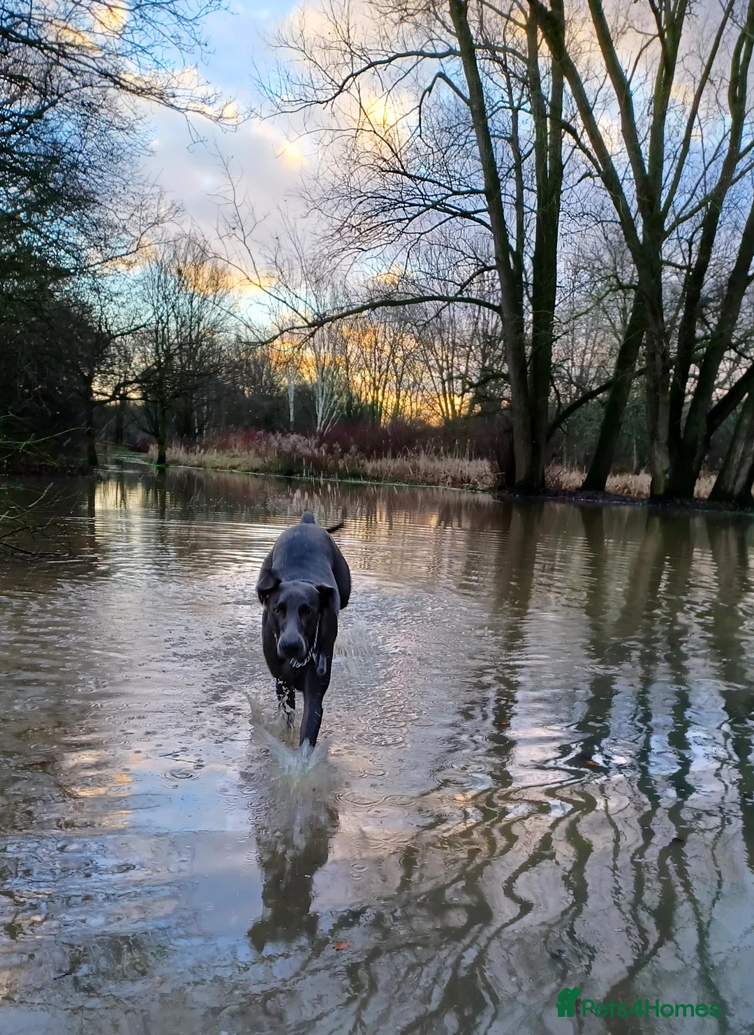 Weimaraner dogs for stud: No Cost 1 Year Old Blue Weimaraner For Stud - Advert 21