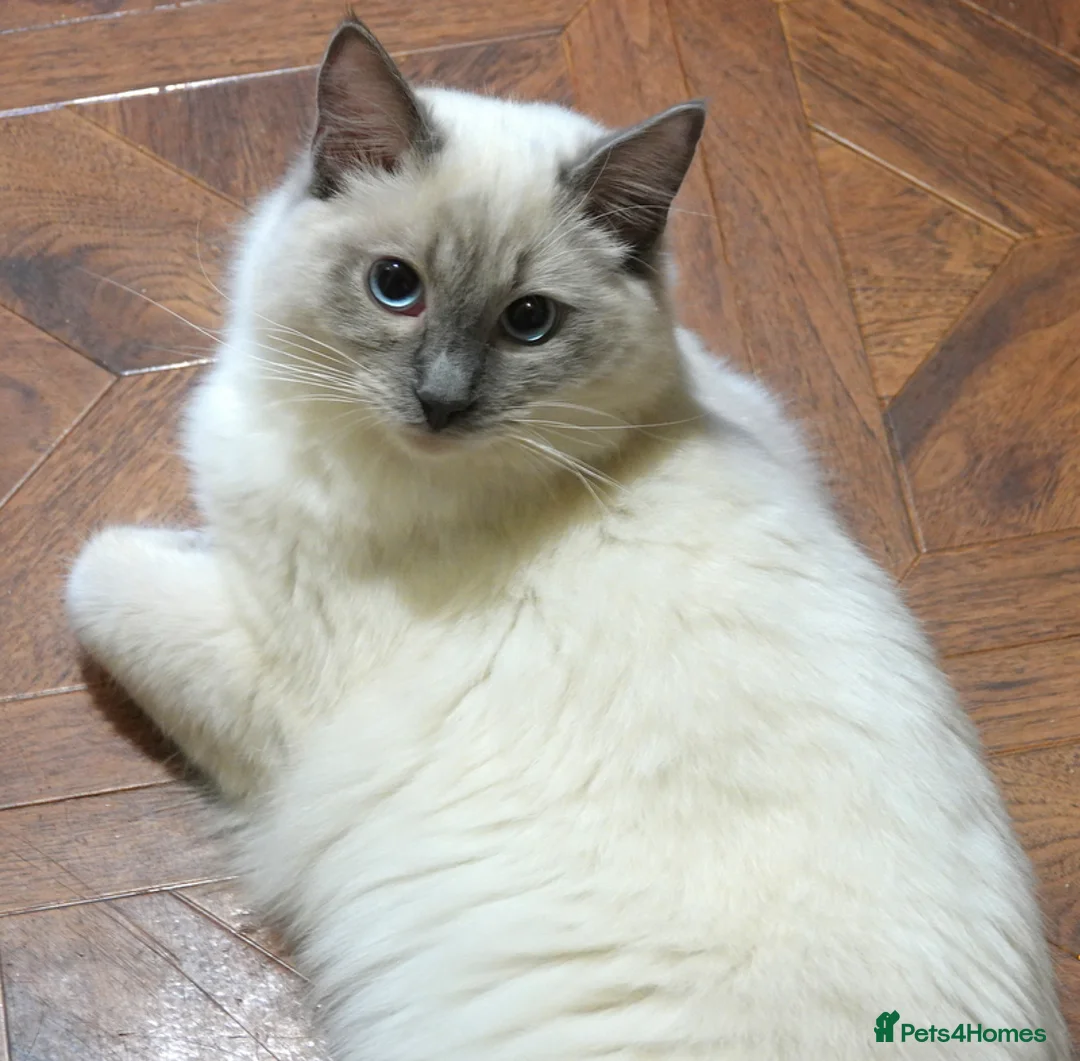 Ragdoll cats for sale: Genuine GCCF Reg Ragdoll - Advert 1