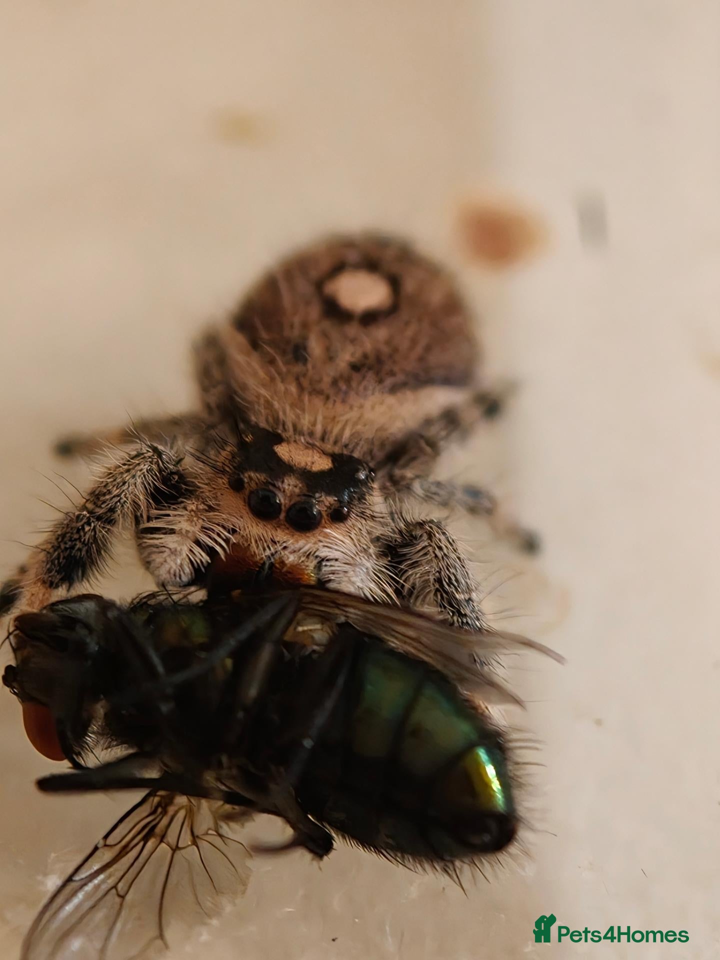 Spiders invertebrates Phidippus regius Apalachicola shipment incl. - Advert 2