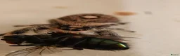 Spiders invertebrates for sale: Phidippus regius Apalachicola shipment incl. - Advert 1