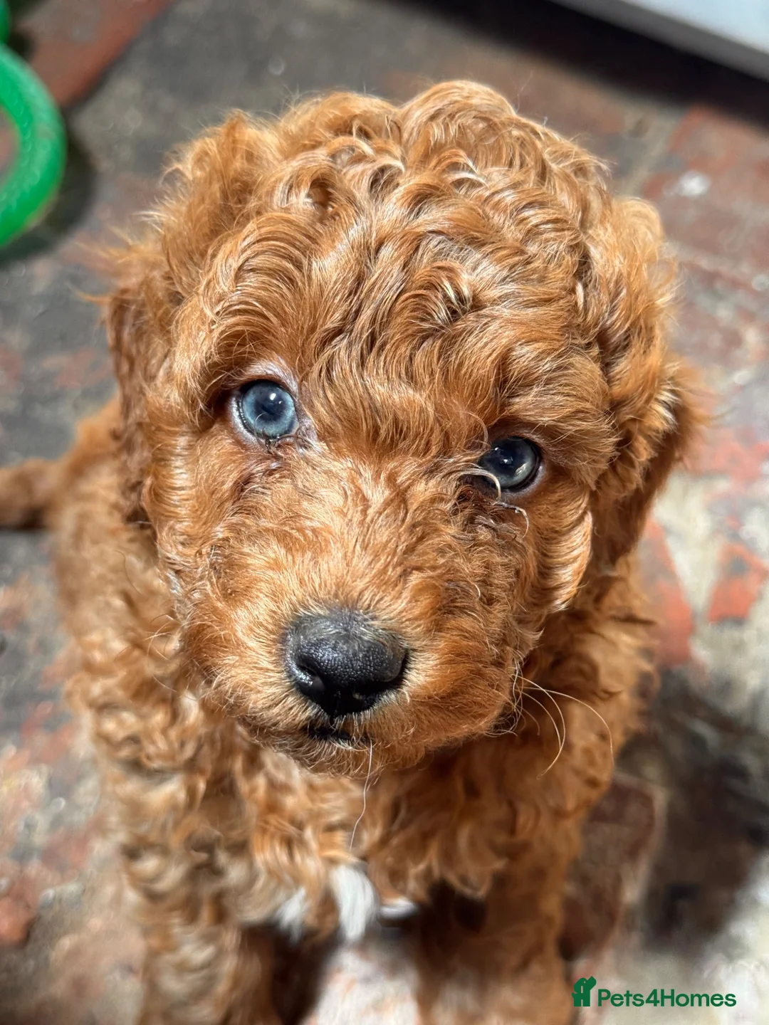 Australian Labradoodle dogs for sale: Double Doodles ( Australian mini labradoodles) - Advert 30