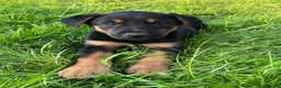 Huntaway dogs for sale: Huntaway puppies in Llanfyllin - Advert 6