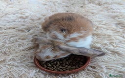 English Lop rabbits for sale: Lop mixed dot baby bunnies - Image 10
