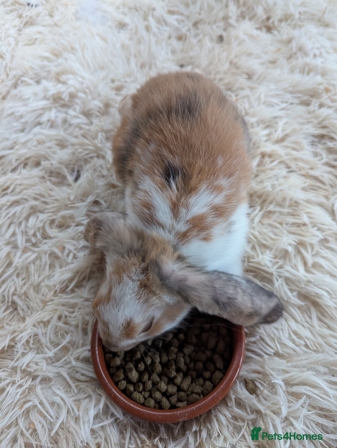 English Lop rabbits for sale: Lop mixed dot baby bunnies - Image 10