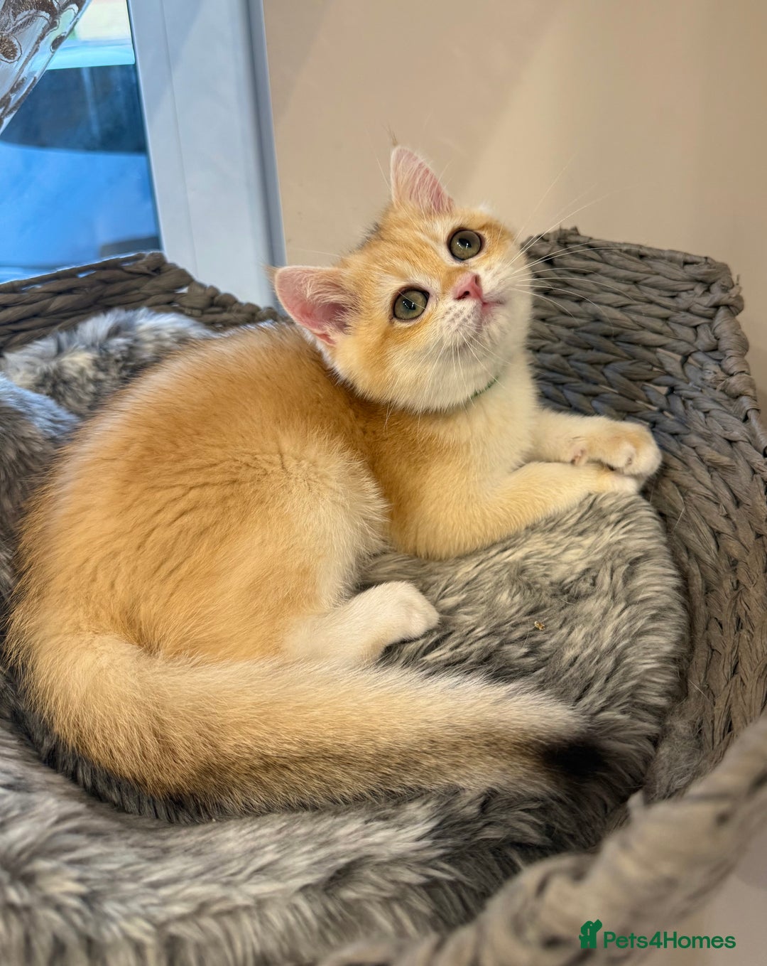 British Shorthair cats for sale: 🔥Exceptional GCCF pedigree golden BSH - Image 1