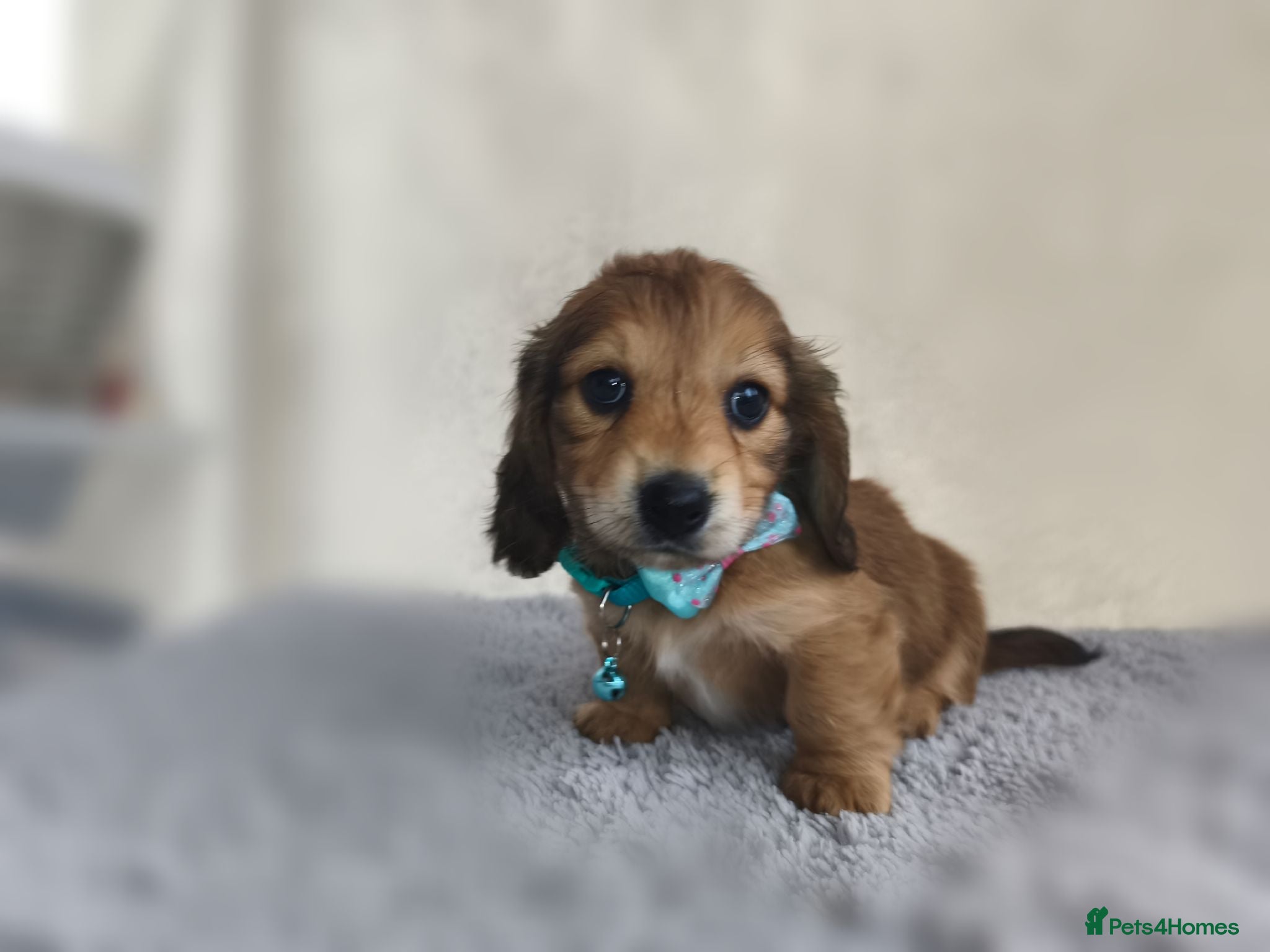 Miniature Dachshund dogs  Long haired mini dachshunds  ready in 2 weeks - Advert 2