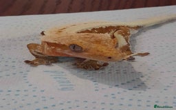 Gecko reptiles for sale: Crested gecko - Red Hypo Lillywhite - Image 3