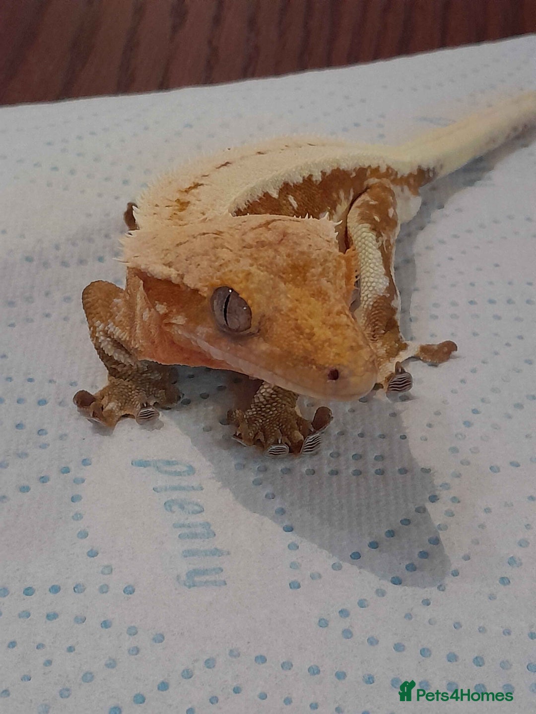 Gecko reptiles for sale: Crested gecko - Red Hypo Lillywhite - Image 3