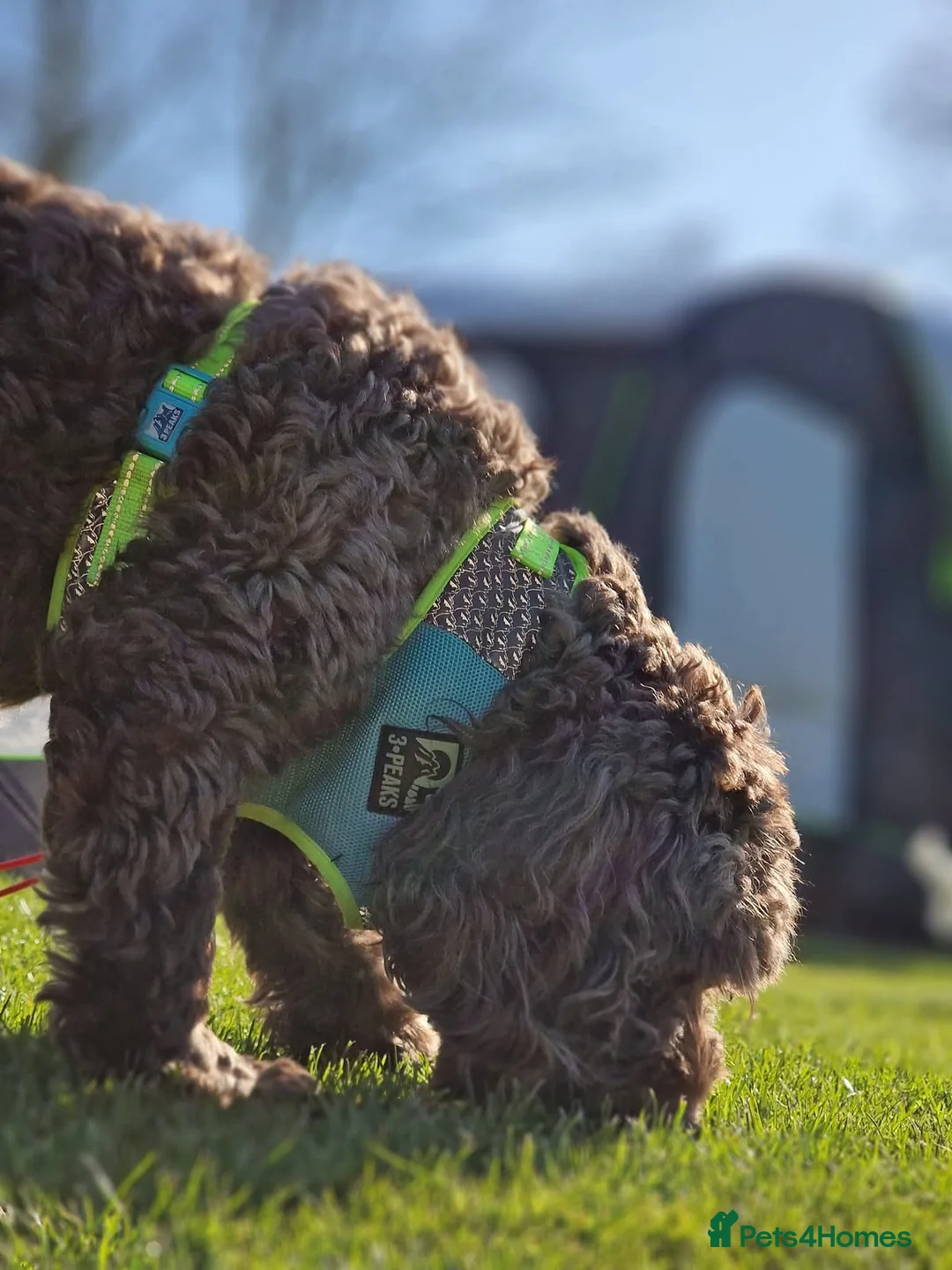 Cockapoo dogs for sale: F2 generation cockerpoo puppys  - Advert 25