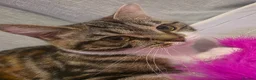 Persian cats for sale: Persian x calico x Tabby mix - Advert 3