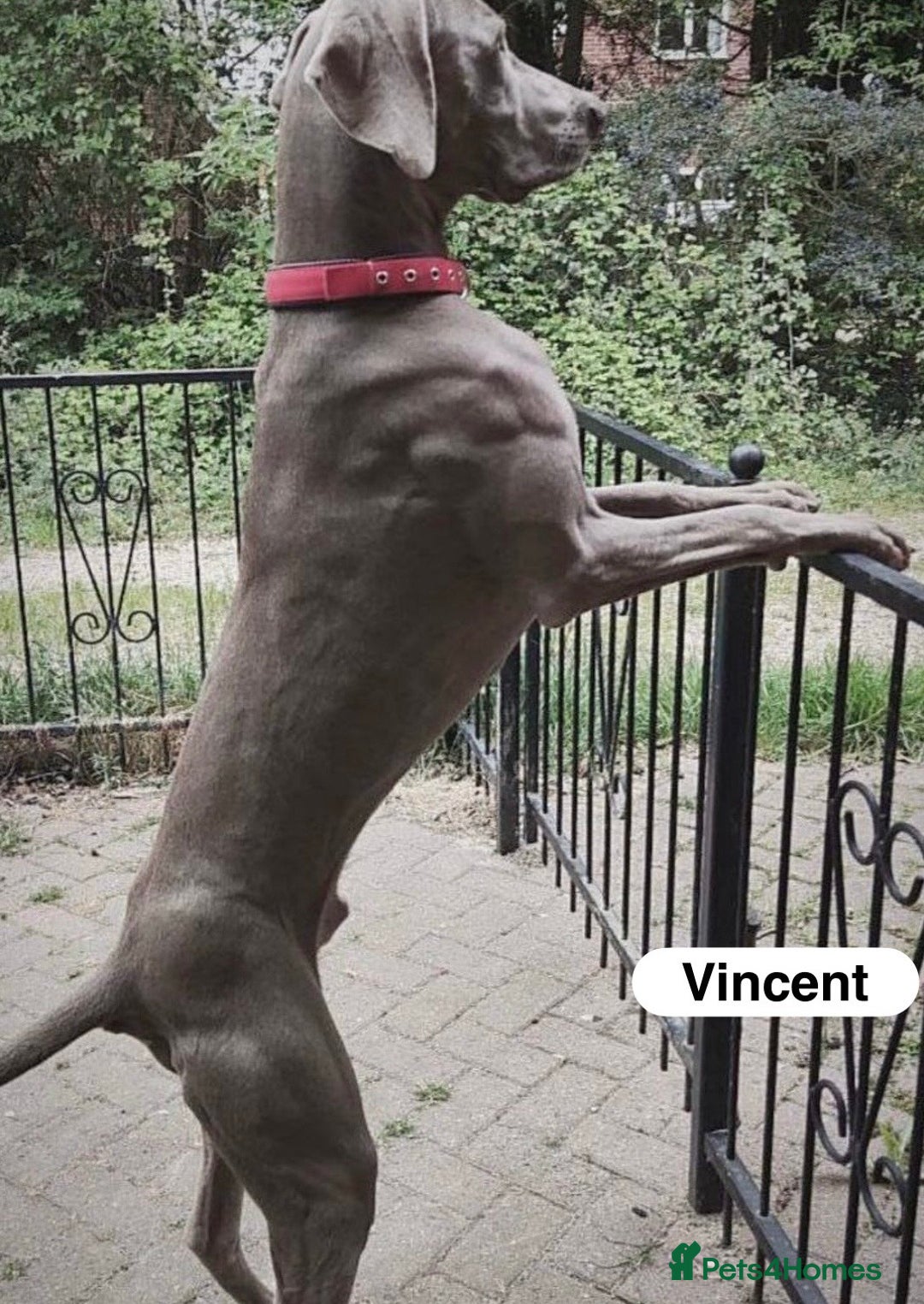 Weimaraner dogs for sale: Exceptional litter of Weimaraner puppies  - Image 39