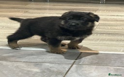 German Shepherd dogs for sale: GERMAN SHEPHERD  - Image 2