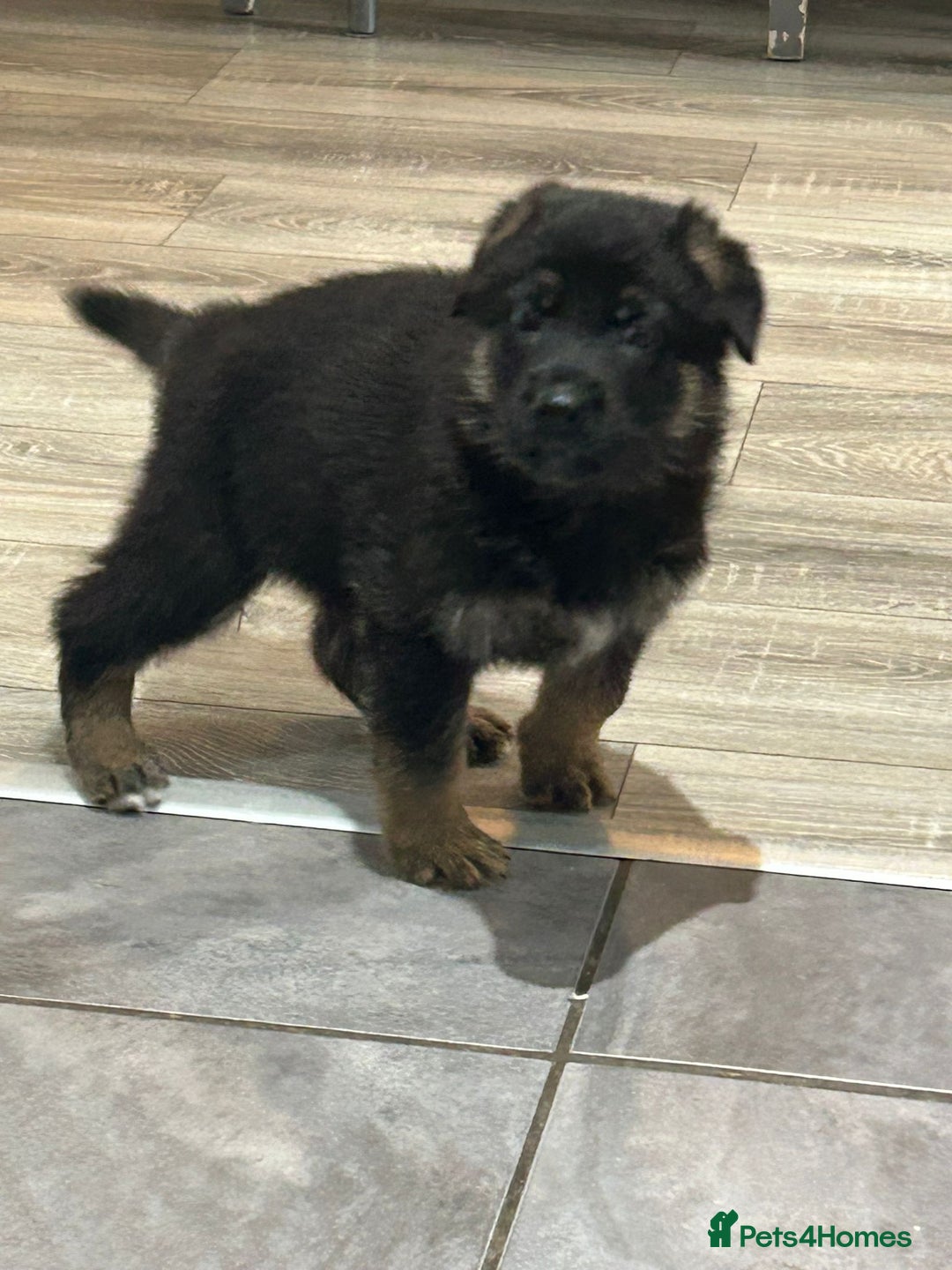 German Shepherd dogs for sale: GERMAN SHEPHERD  - Image 2