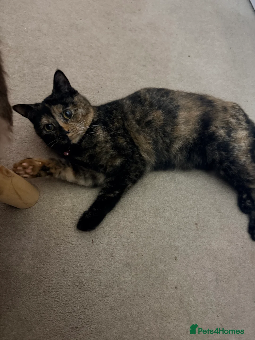 British Shorthair cats for sale: Female Tortie - Advert 3