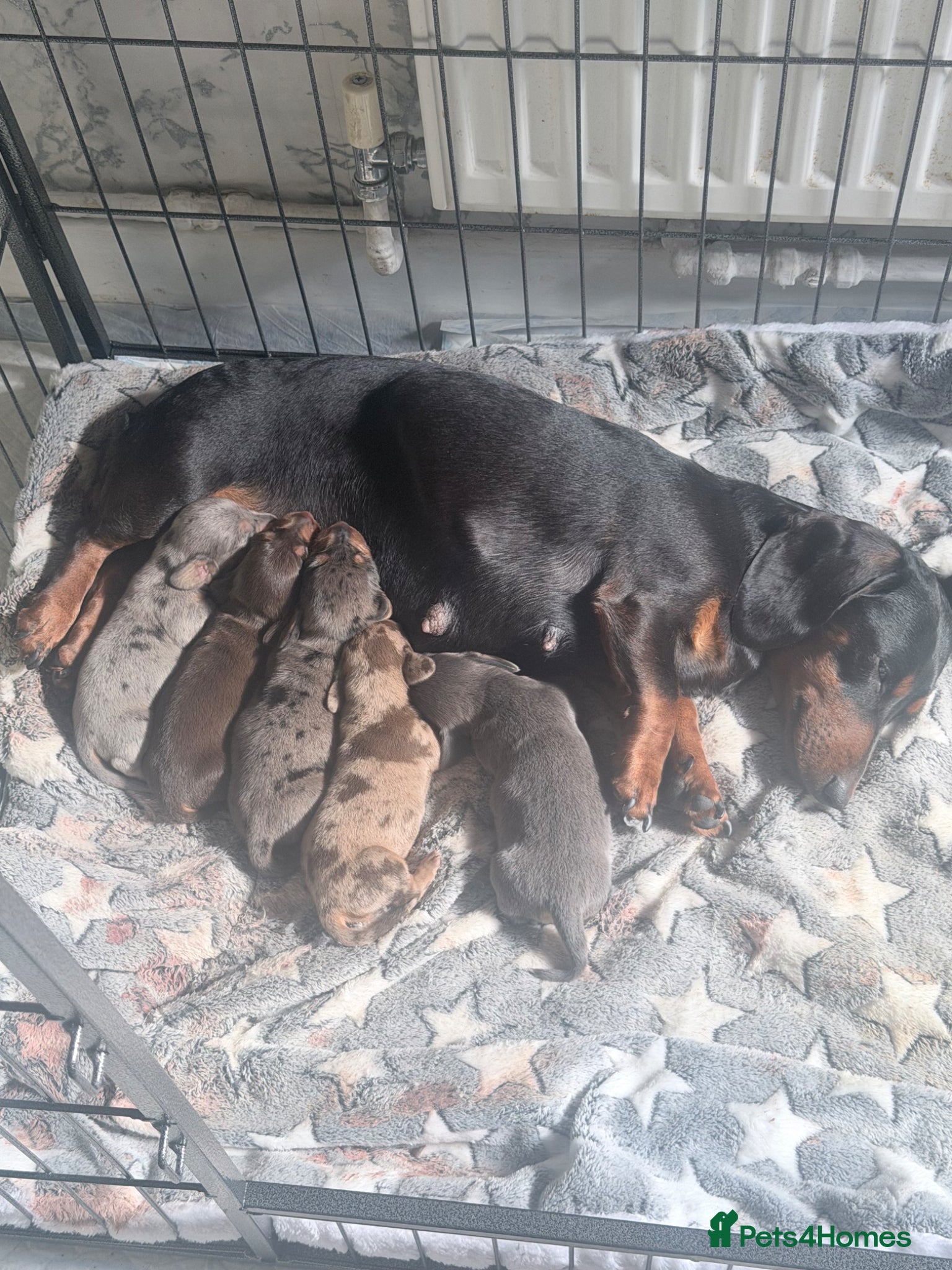 Miniature Dachshund dogs Beautiful dachshunds !   - Advert 1