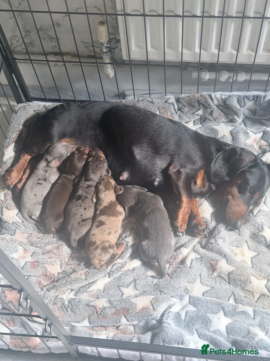 Miniature Dachshund dogs for sale: Beautiful dachshunds !   - Advert 1