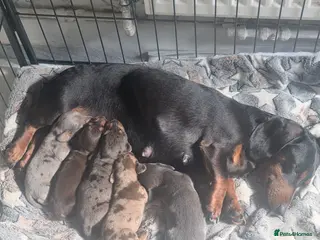 Miniature Dachshund dogs Beautiful dachshunds ! - Advert 1
