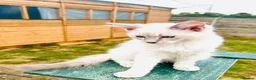 Ragdoll cats for sale: GCCF RAGDOLLS  - Advert 5