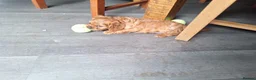 Cavalier King Charles Spaniel dogs for sale: Cavalier  - Advert 2