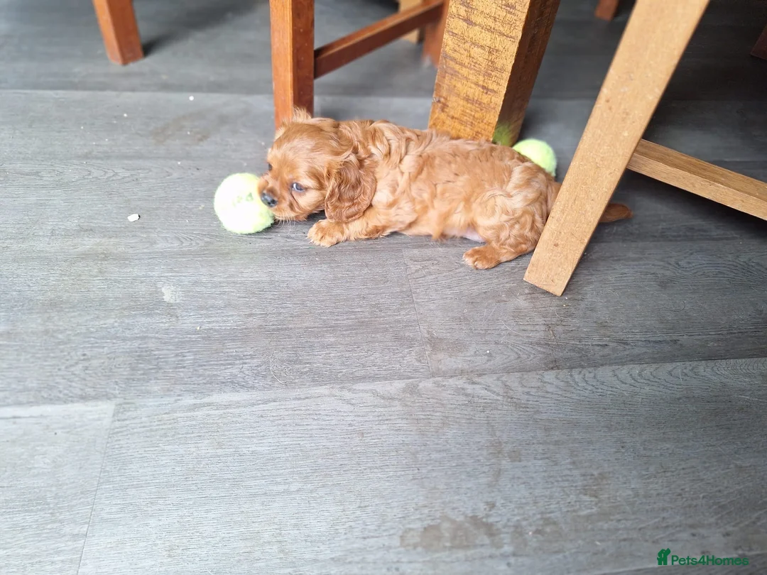 Cavalier King Charles Spaniel dogs for sale: Cavalier  - Advert 2