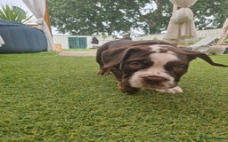 Mixed Breed dogs for sale: 3 Old English bulldog boys £1500  - Image 5