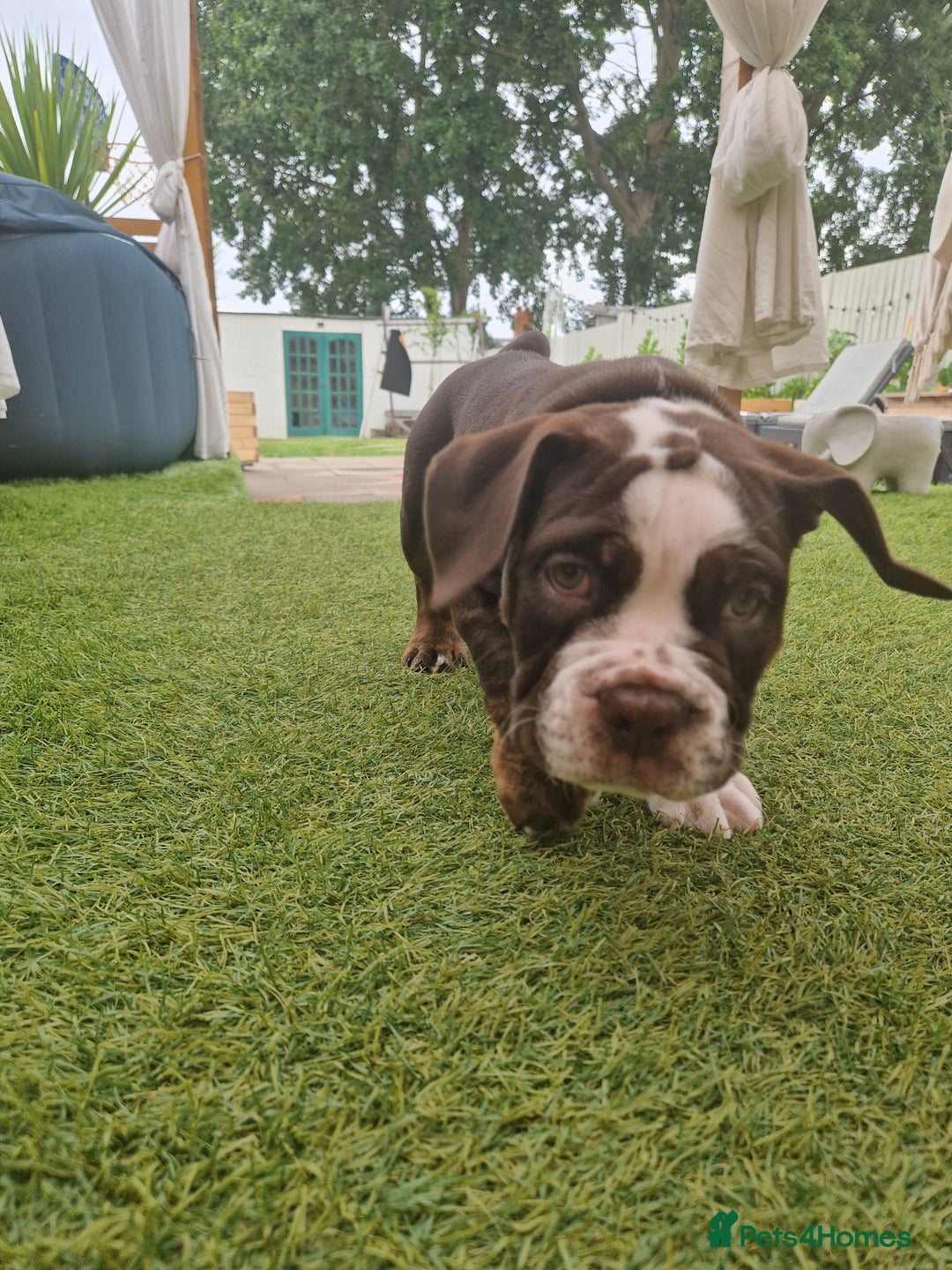 Mixed Breed dogs for sale: 3 Old English bulldog boys £1500  - Image 5