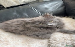 Mixed Breed cats for sale: Kitten for sale - Image 1