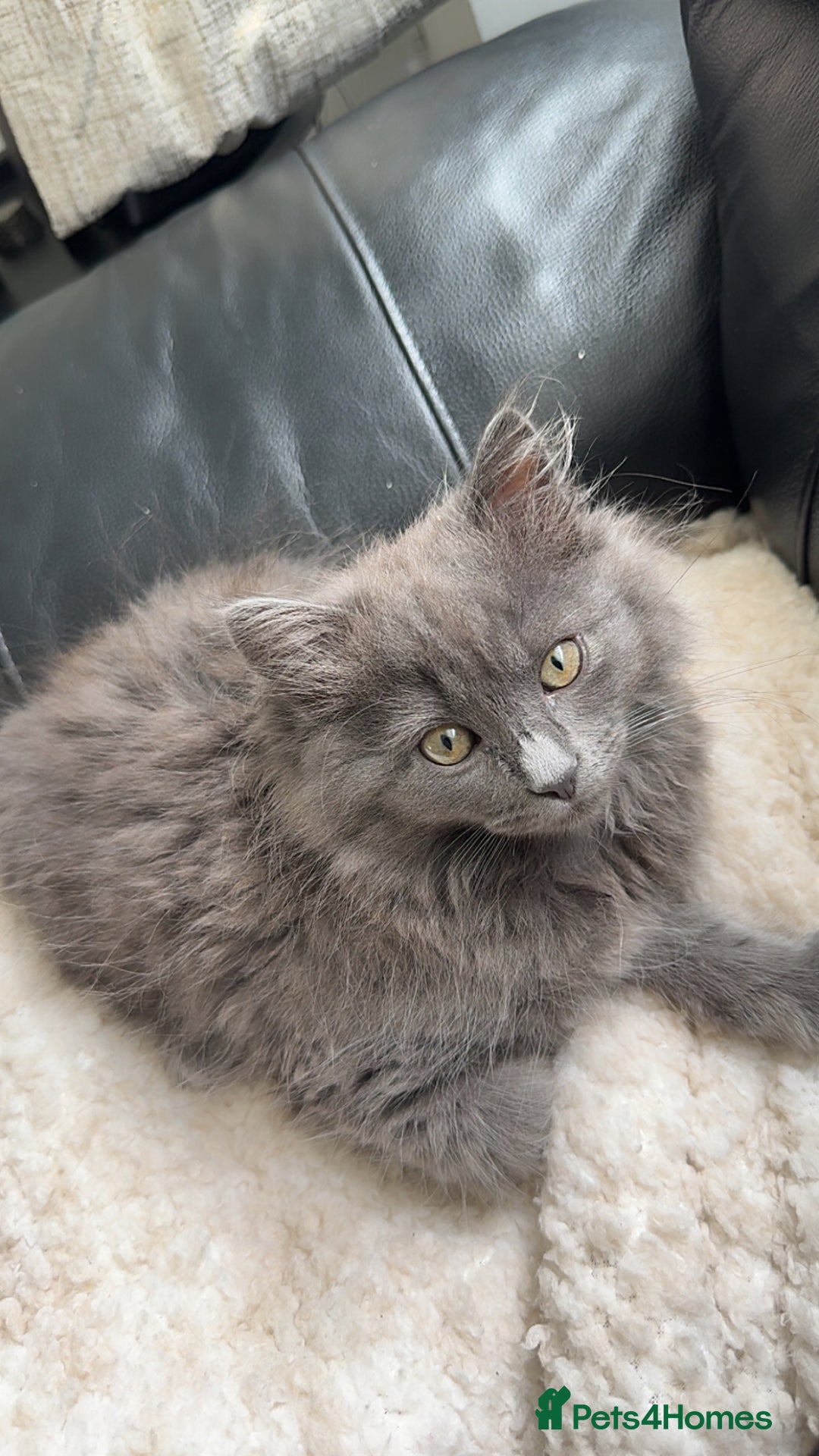 Mixed Breed cats for sale: Kitten for sale - Image 1