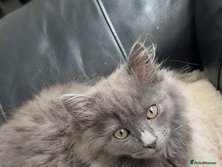 Mixed Breed cats - Advert 16