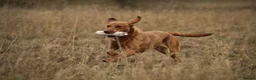 Labrador Retriever dogs for sale: EXPECTED LITTER OF WILDNOOK FOX RED LABRADORS  in Hexham - Advert 3
