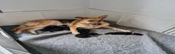 German Shepherd dogs for sale: German shephard puppies in Dudley - Advert 7