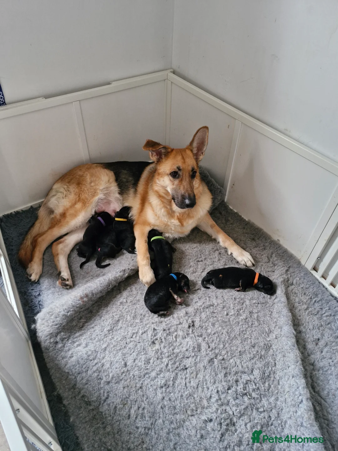 German Shepherd dogs for sale: German shephard puppies in Dudley - Advert 7
