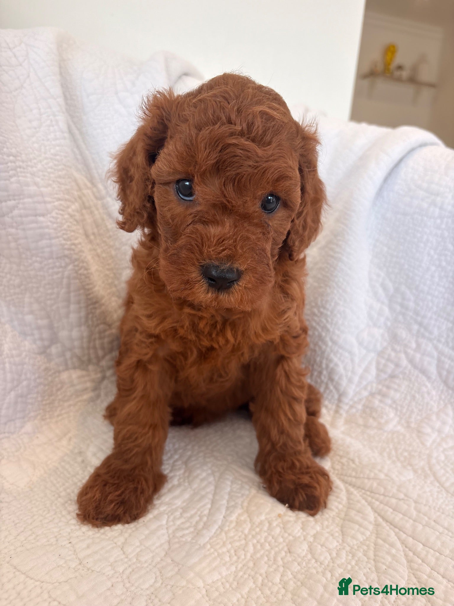Cavapoo dogs LICENSED BREEDER HEALTH TESTED CAVAPOOS - Advert 2