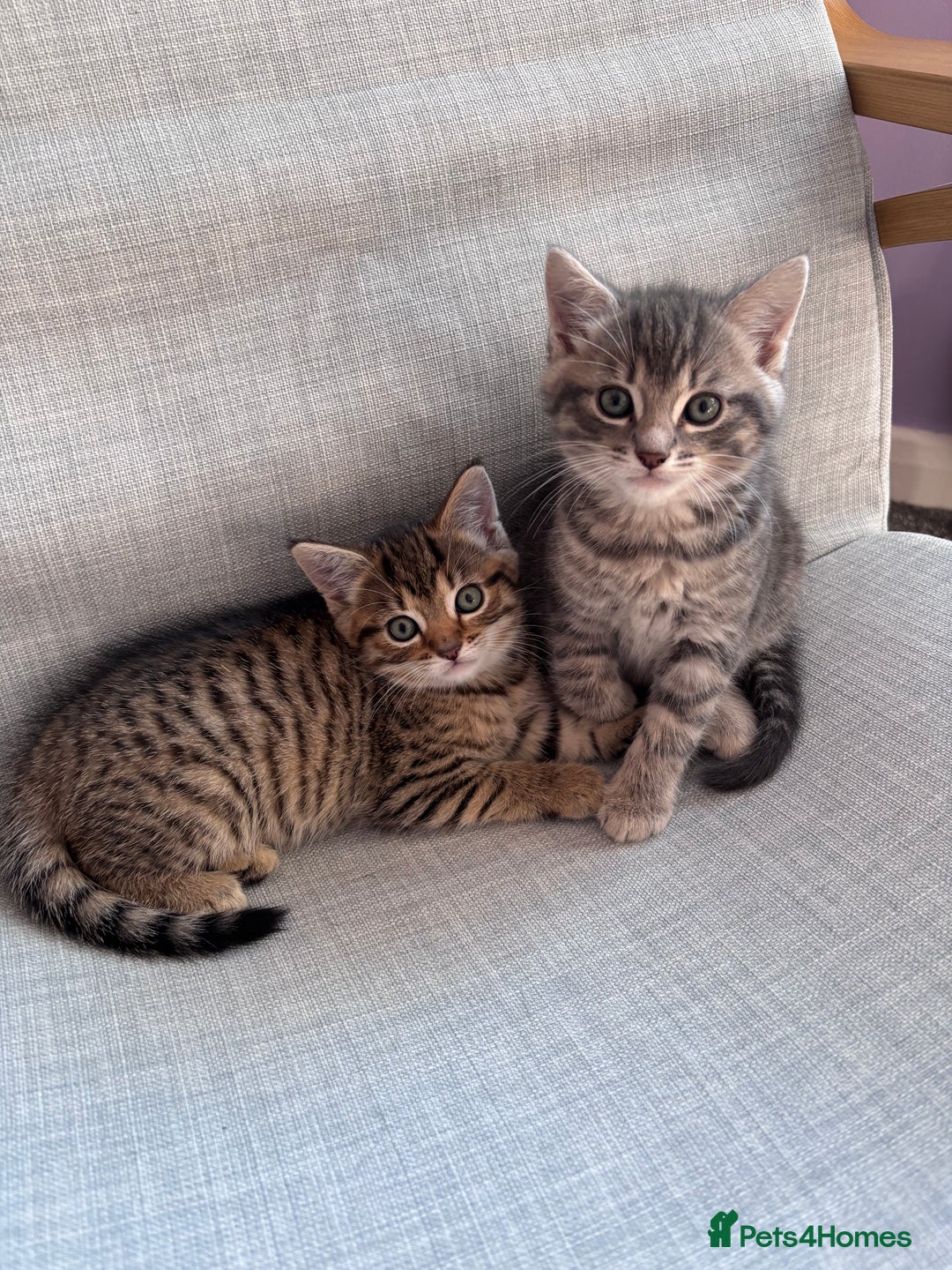 Mixed Breed cats for sale: Beautiful mixed breed kittens  - Advert 1