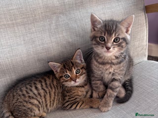 Mixed Breed cats Beautiful mixed breed kittens - Advert 1