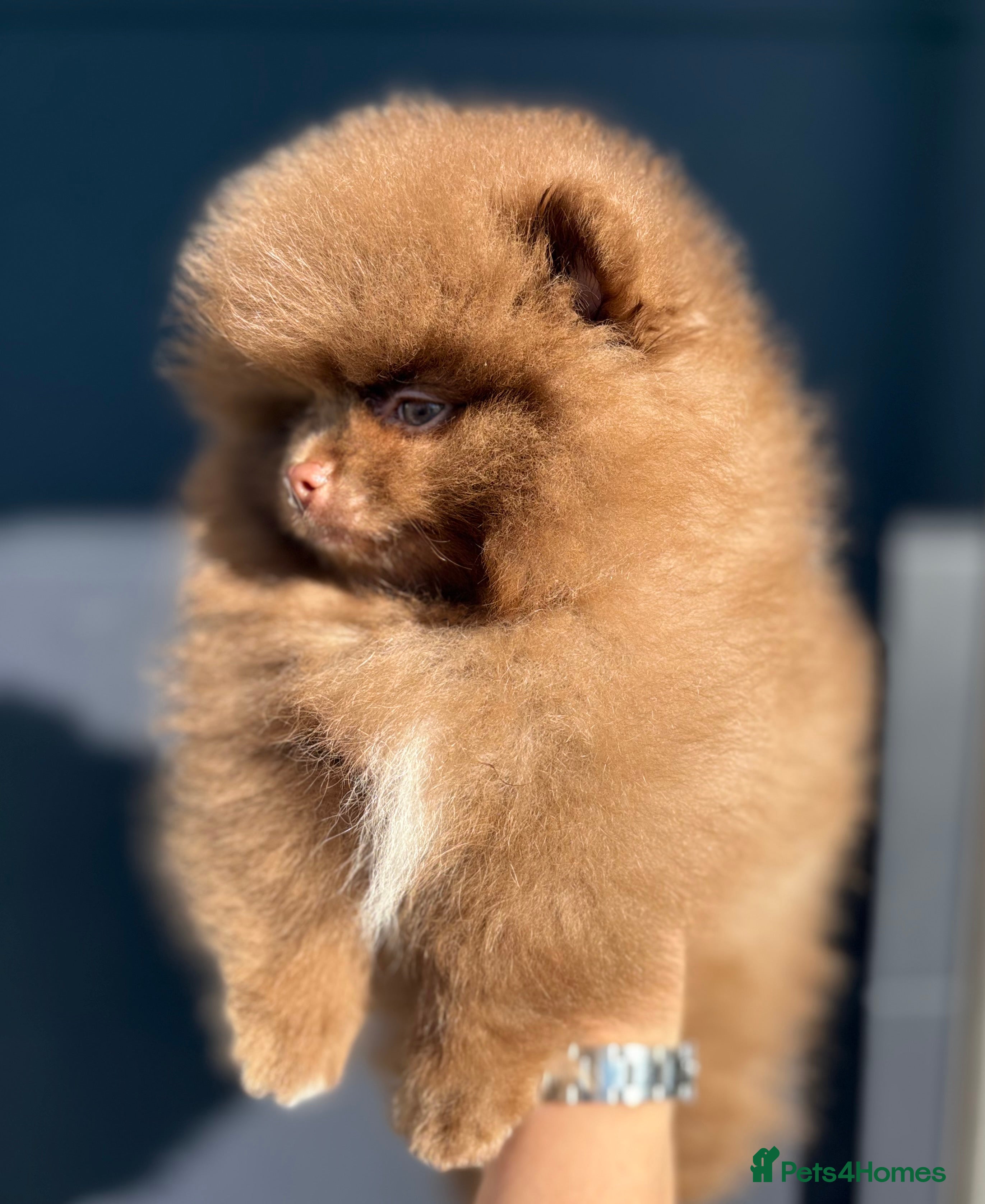 Pomeranian dogs True type Pom puppy’s KC READY TO GO🐾🤎🥰🤩🐾 - Advert 12