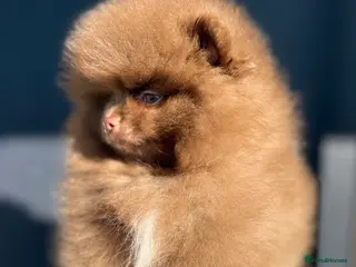 Pomeranian dogs True type Pom puppy’s KC READY TO GO🐾🤎🥰🤩🐾 - Advert 12