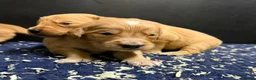 Golden Retriever dogs for sale: Wonderful litter - Advert 10