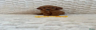 Mini Goldendoodle 7