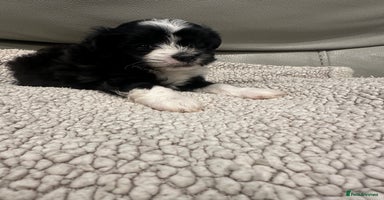 Maltipoo dogs - Advert 9
